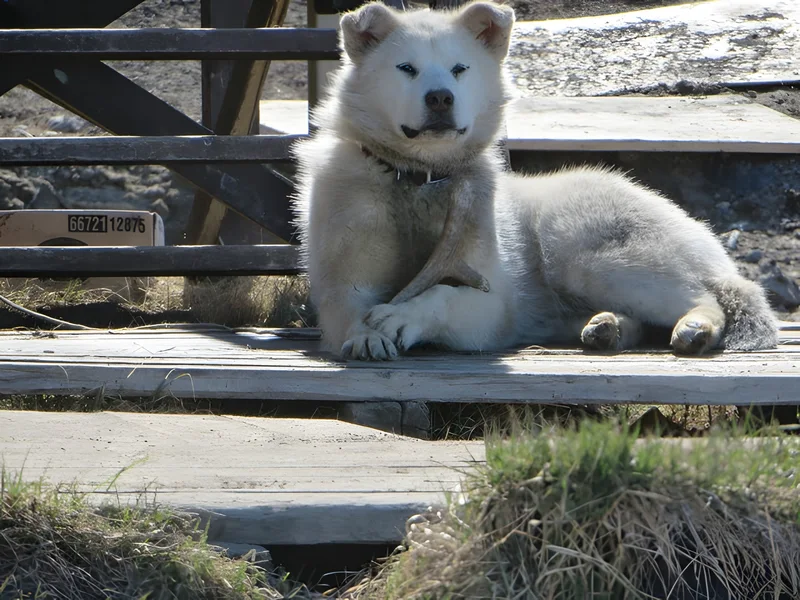 Day 18 Almost a permanent resident of Pond Inlet, Jun 17, 2014