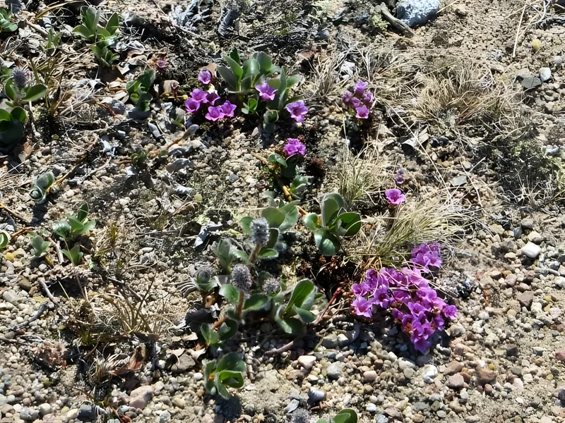 Day 18 Almost a permanent resident of Pond Inlet, Jun 17, 2014